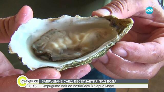 Черноморска стрида – новият кулинарен деликатес от Несебър