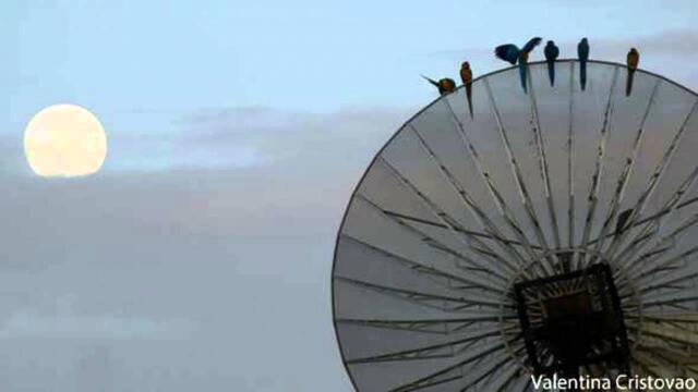 Philip Lawrence - It's A Jungle Out Here