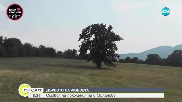 Дървото на любовта в Миланово - вековният символ на любов, чудеса и самодиви