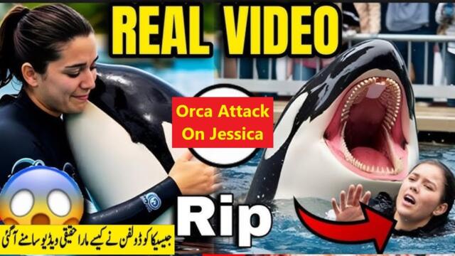 Orca Attacked Jessica Radcliffe | Jessica Radcliffe Accident | Dolphin Attack Jessica Original Video