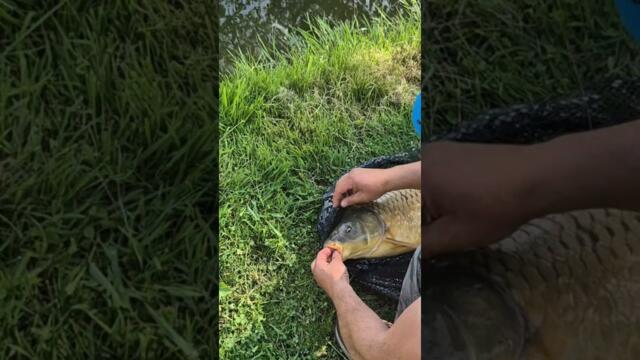 Риболов на ШАРАН на Панчарево 2  . CARP fishing in Pancharevo  Personal Best #shorts