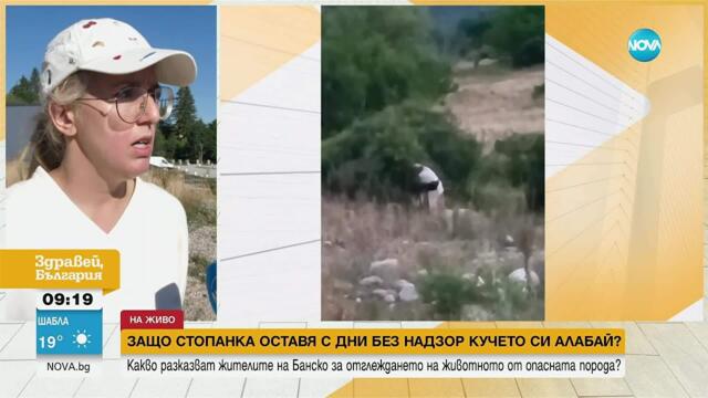 Алабай без намордник притеснява жители на Банско