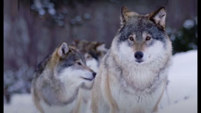 Георги Гьолски - Вълчица (2001 - 2008) / Georgi Gyolski - Valchitsa (@gyolski)