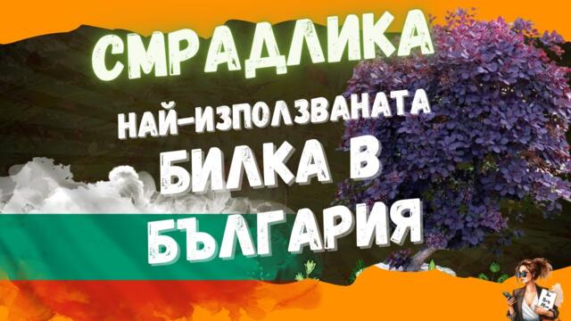 Смрадлика – древният пазител на ЗДРАВЕТО / Ползи и рецепти/ Cotinus - the ancient guardian of HEALTH