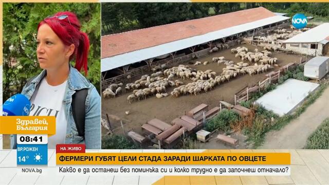Фермери губят цели стада заради шарката по овцете и козите - Здравей, България (18.08.2025)