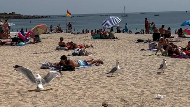 Pourquoi les goélands volent notre nourriture sur la plage ?
