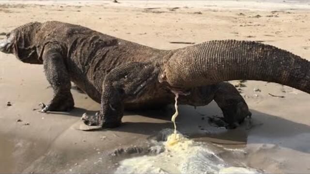 OMG!😱 KOMODO BOKER