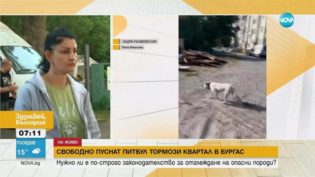 Свободно пуснат питбул нападна и уби улична котка в Бургас