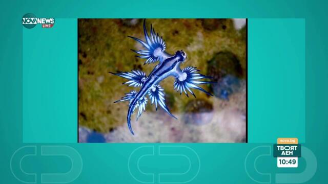 Син дракон, медузи и риба пришълец: Опасни морски обитатели затварят плажове в Средиземноморието