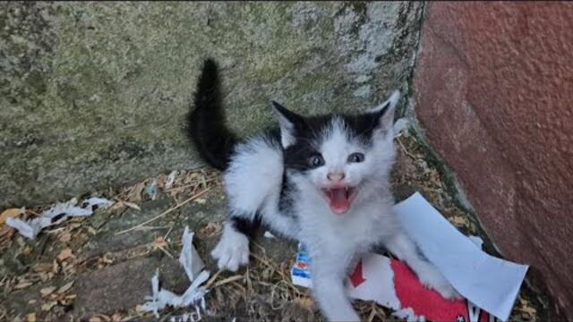 Kittens try to look scary by Hissing and Dcratching my hand.