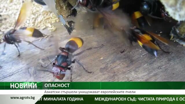 ОПАСНОСТ: Азиатски стършели унищожават европейските пчели