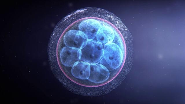 3D видео за оплождането и развитието на ембриона