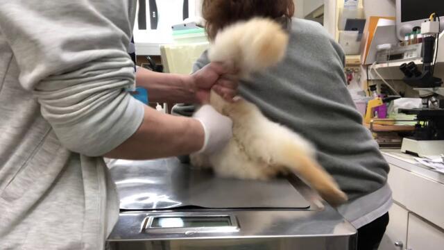 ⑨猫のらぐちゃんの治療、強制排便、浣腸