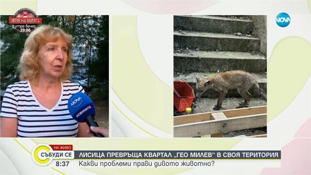 Лисици тормозят квартал Гео Милев - Събуди се...(07.09.2025)