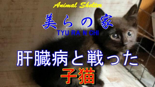 保護猫、肝臓病・託された子猫の命。急変した子猫、重篤な状態でギリギリまで戦った小さな命！美らの家
