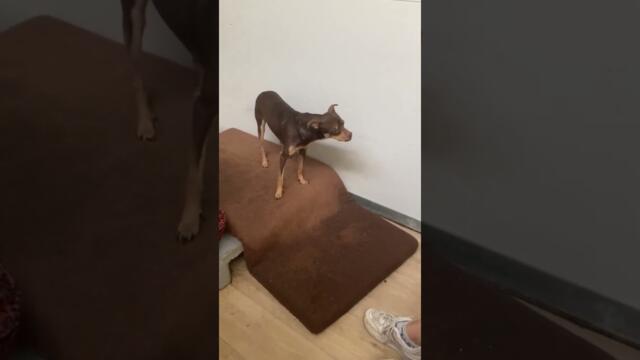 Пинчерът Пим