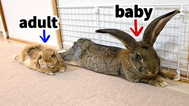 Flemish Giant Rabbit Meets Lop Rabbit! | Rabbit Bonding Process