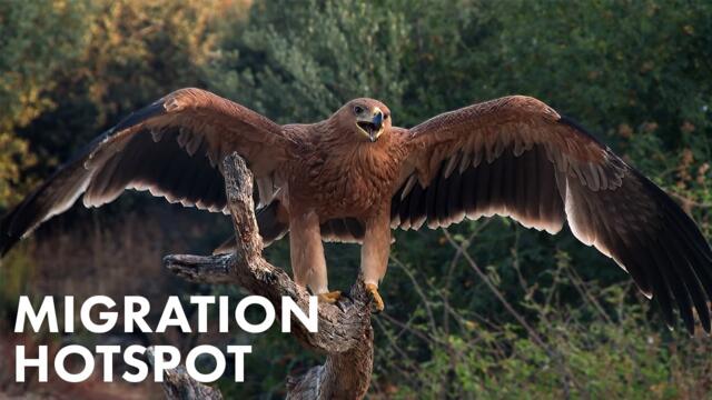 Birdlife in Spain: Where Europe Meets Africa