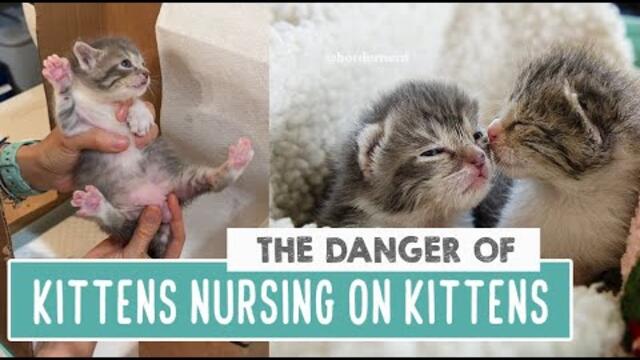 The Danger of Kittens Nursing on Another Kitten