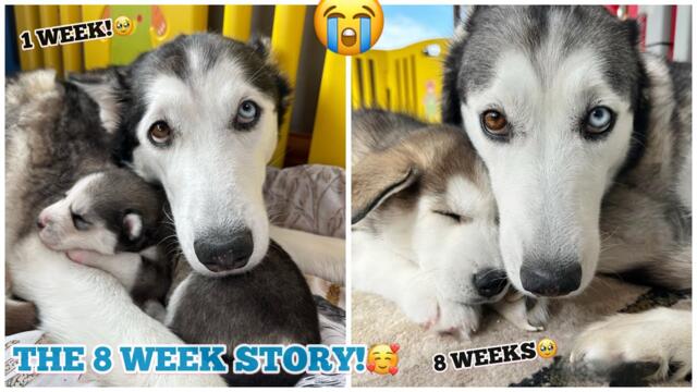 Lola Was The Best Mama Doggo Ever!🥹💖.