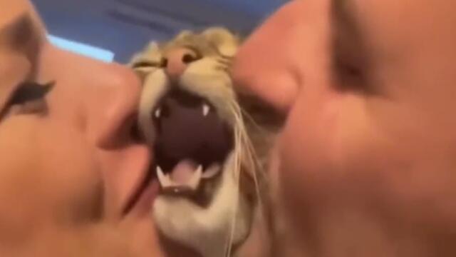 TRY NOT TO LAUGH   10mins of FUNNY and Cute Cat Video   Part 1