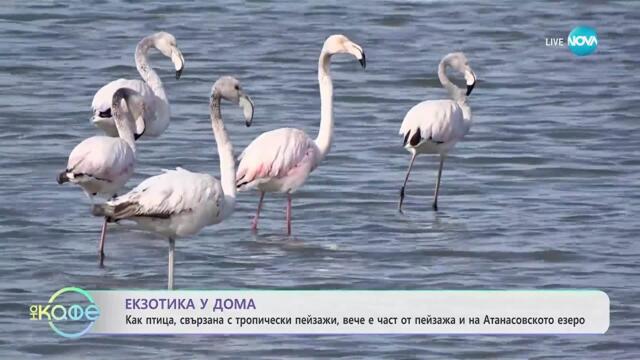 Морски истории: Розово фламинго край Бургас - „На кафе” (12.09.2025)