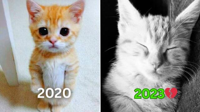 Iconic Cat Memes (Then vs Now) 🥲