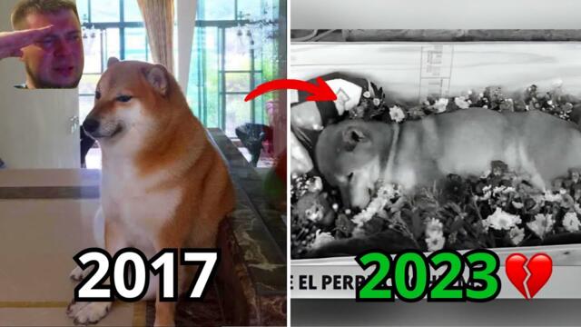 Famous Meme Dogs: Where Are They Now? 🐶😢