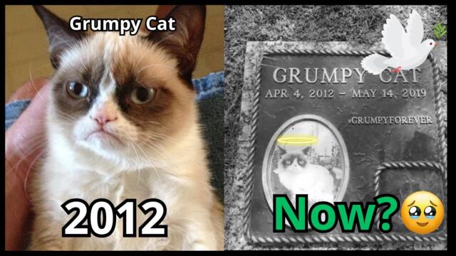Legendary Meme Animals 🐱🐶🦍 – Then vs Now (Heartbreaking Updates 💔)