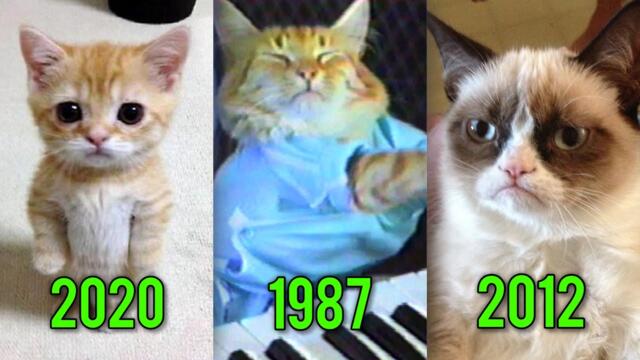 Famous Cat Memes That Died 🥲🕊️