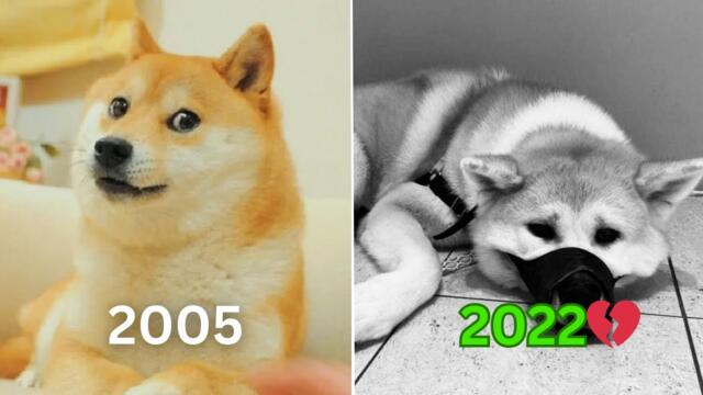 Iconic Dog Memes (Then Vs Now) 🥲