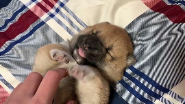 아기 시바견 옹알이