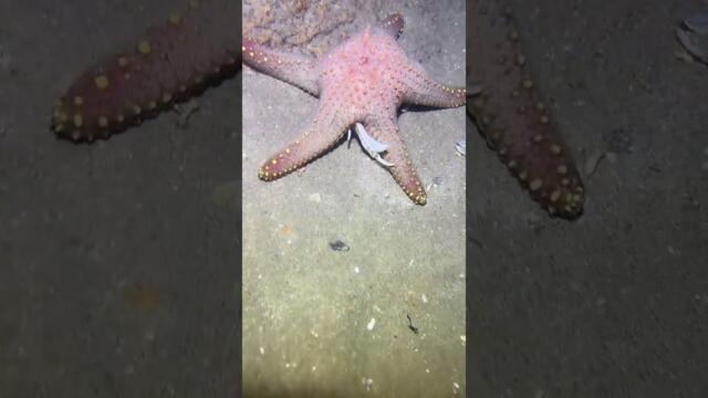 I catching seafood on the seafloor-P827-4.#fishing #ocean #deepsea #nature #beach