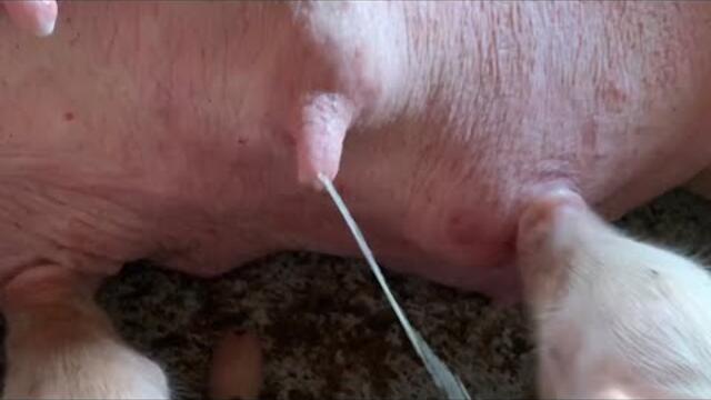 Mama Pig has so much milk