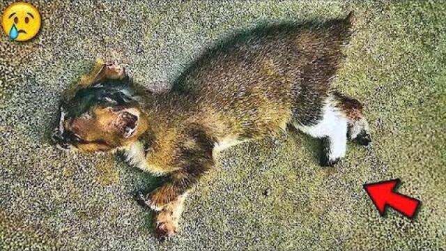 Son propriétaire lui a coupé pattes et queue pour l'abandonner, agonisant, au bord de la route.