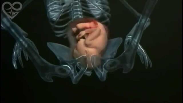 Embriologia humana em 4 minutos