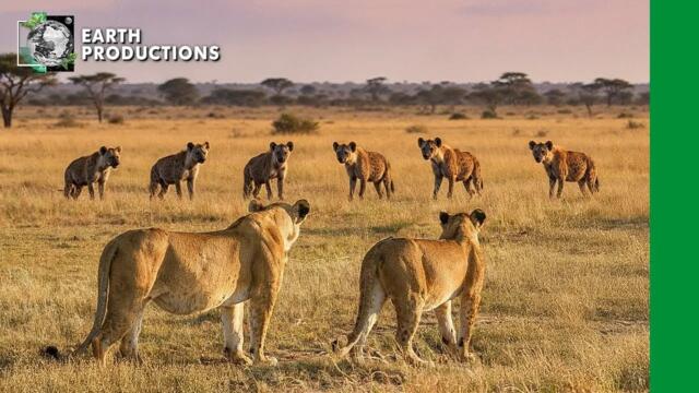 Войни На Вечната Савана | Диви Кралства | EP Документални Филми