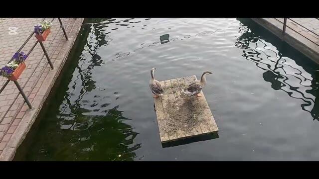 Велинград 09.2025 КЛЕПТУЗА