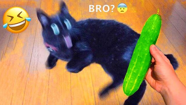 笑ったら負け！😂🤣 最も面白い犬と猫 2025🐶😹