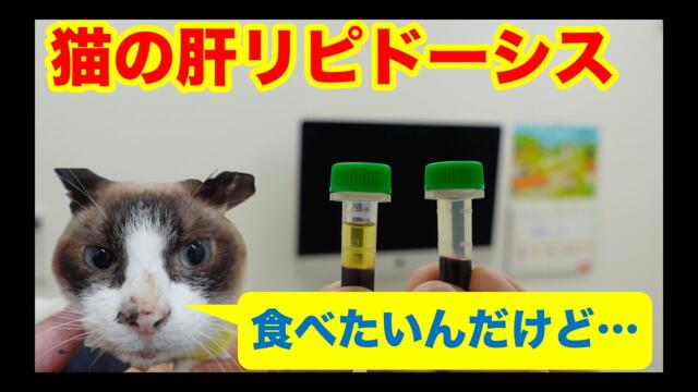 猫の肝リピドーシス