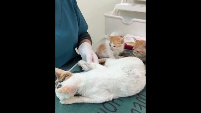 Rescuing the Cat with her kittens 🐈🐾 #kitten