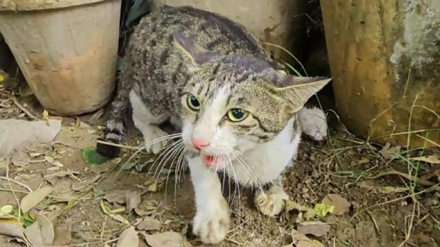 She Lost Her Kittens Once… Now She's a Protective Mama Keeping Them Safe and Loved