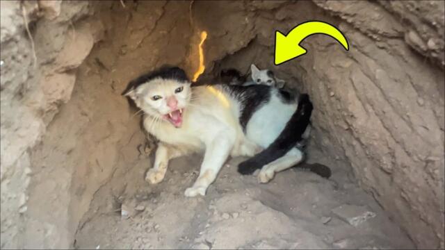 Abandoned cat refused to leave an old dog's shelter, and the dog kept waiting for 6 days!