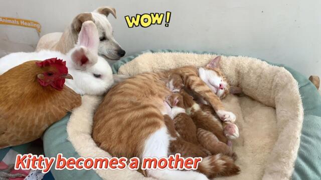 Kitty becomes a mom, and the hen, puppy, rabbit, and duck are all excited! Kittens are born! So cute