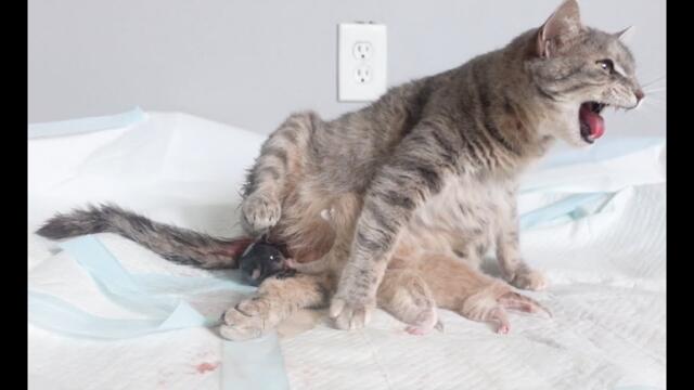 Stray cat gives birth to 10 kittens
