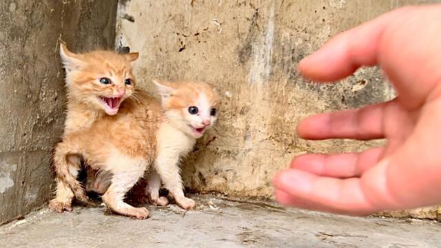 I'm shocked! Three kittens 🐱 suddenly broke into my house and even tried to "hit me" 🐈😮🤣😂❤🥰🥰🥰