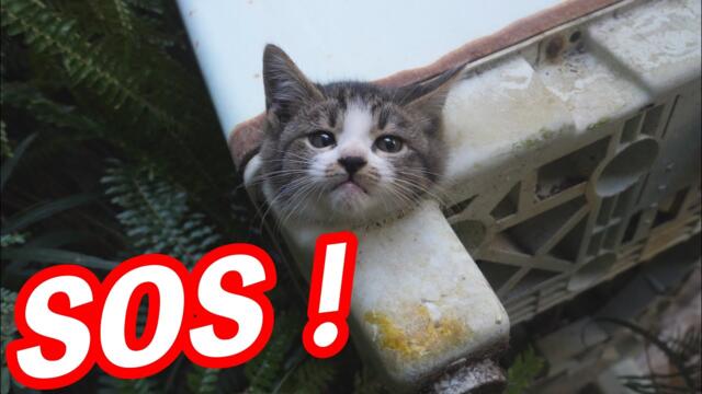 【保護猫】洗濯機の排水口に顔が挟まった子猫のレスキュー！