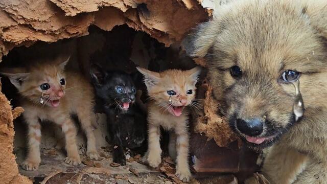 It was unbelievable when three angry crying kittens attacked the puppy that wanted to save it