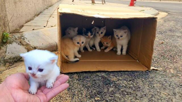 the smallest kittens meow, Find the mother cat, We have rescued! many of the smalles cute,