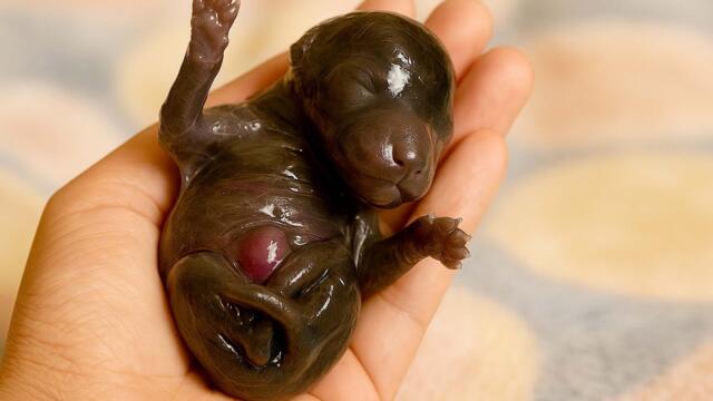 This tiny pup 🐶 was separated from its mom right after birth, so I raised it with a bottle. 🐶🐕❤😘🥰